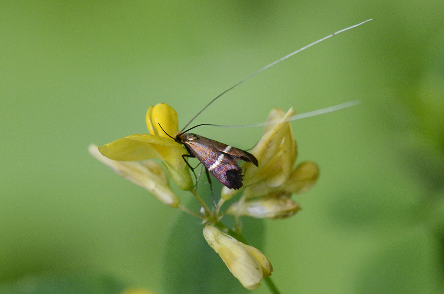 Adela australis ?